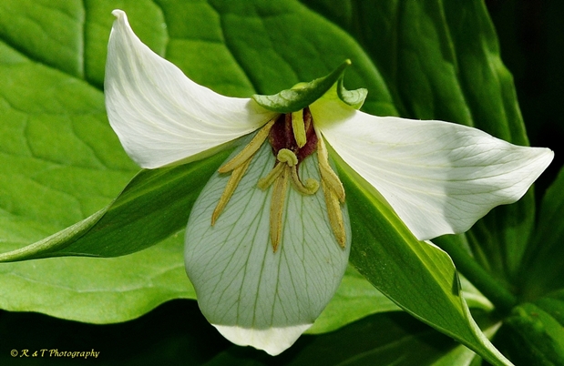 {Trillium 'Amicalola'}
